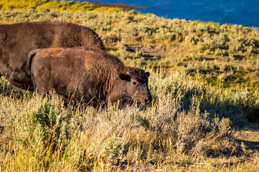 WIld bison calf at Yellowstone National Park