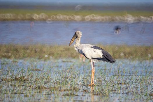 Birds live and swim in freshwater lakes, local birds in the world wetlands (Ramsa site).