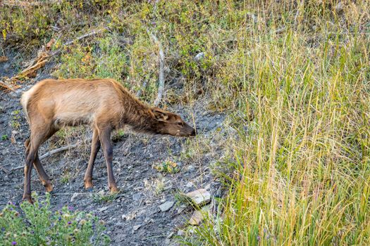 Wild Elk roaming and grazing in Yellowstone National Park