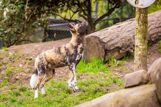 African painted dog play around in Oregon zoo