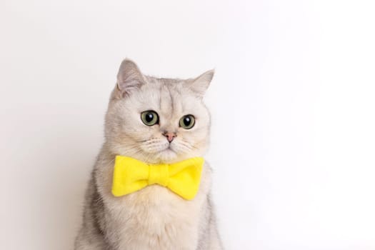 Funny charming white cat in a yellow bow tie, on a white background, looks down. Close up. Copy space
