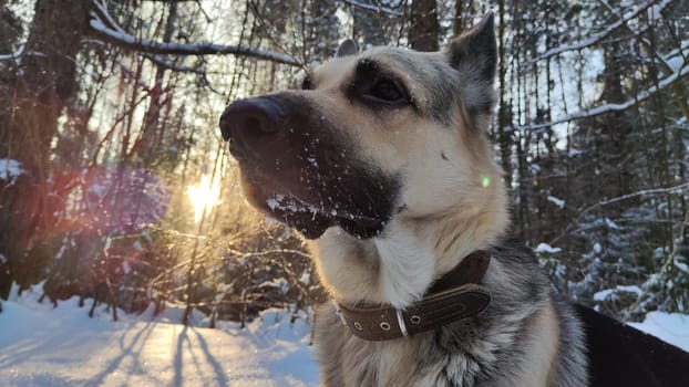 Dog German Shepherd in winter day and white snow arround. Waiting eastern European dog veo in cold weather