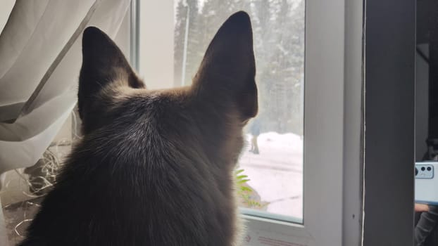 Dog German Shepherd looking on window inside of room. Russian eastern European dog veo indoors