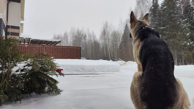 Dog German Shepherd near house in village or city in winter day and white snow arround. Waiting eastern European dog veo and white snow