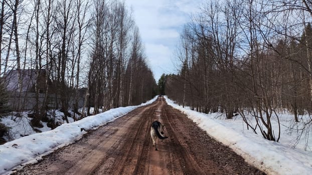 Muddy clay road in the forest and big shepherd dog in spring or autumn. Rural rural landscape with pet. Wet dirty road in early spring in forest