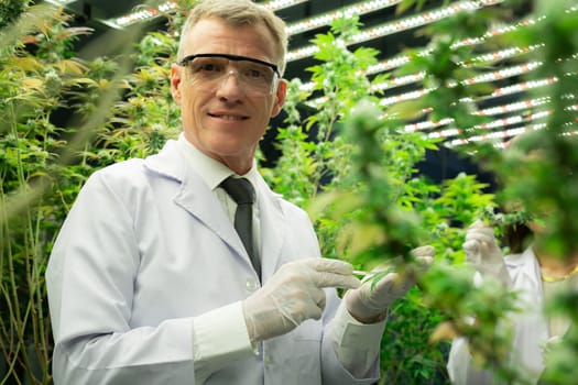 Scientist researching cannabis hemp and marijuana plants in gratifying indoor curative cannabis plants farm. Cannabis plants for medicinal cannabis products for healthcare and medical purposes.