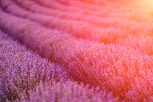 Lavender flower blooms fragrant fields in endless rows.