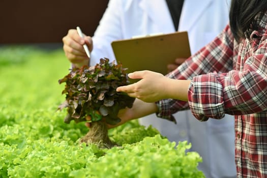 Cropped shot of agricultural scientists and assistant observing organic vegetable in greenhouse.