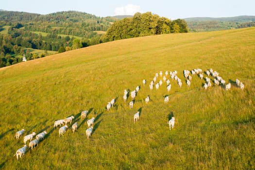 White cows graze on large mountain meadow with grass in highland. Herd of cattle on pasture in countryside on sunny summer day aerial view