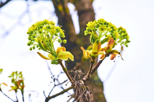 the season after winter and before summer, in which vegetation begins to appear.