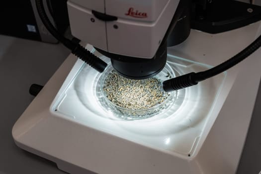 A colony of termites on a petri dish for examination under Leica microscope, November 2021, San Francisco, USA.
