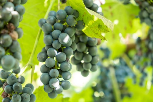 Bunches of black ripe grapes ripen on a branch before wine production in vineyard.