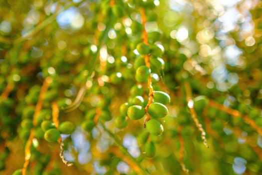 Date palm tree with branches of unripe green fruits. Exotic date palm tree with unripe green fruits at bright sunlight. Sun ray break through branches closeup