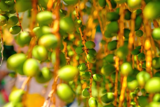 Unripe green fruits branches grow on date palm tree. Branches sway and tangle in wind at back sunlight. Palm tree casts shadow closeup