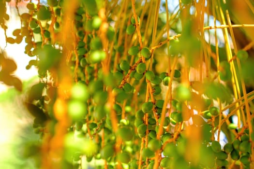 Palm trees with unripe dates on the branches in summer day.