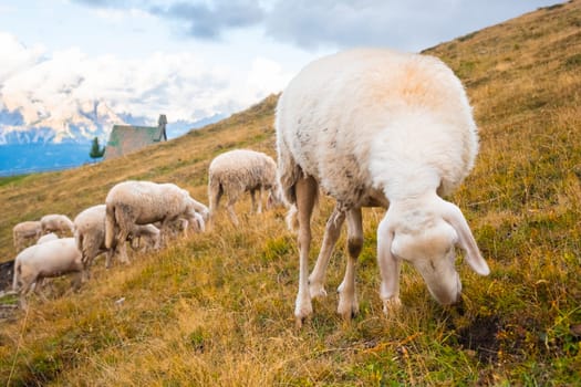 Flock of sheep on great slopes of huge mountains against village house. Fluffy animals enjoy eating dry grass on Alpine mountains