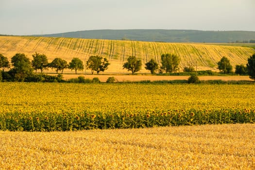 Large blooming sunflower field and trees wind-break in countryside on sunny summer day. Beautiful nature and agricultural fields at rural site