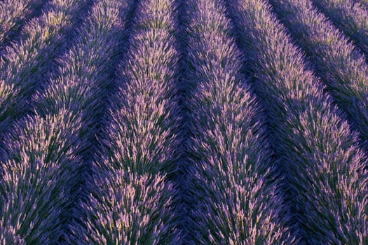 Top view of violet blooming lavender fields with even rows of bushes.