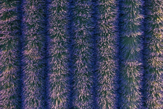Purple blooming lavender field with even rows. Background and texture for modern design.