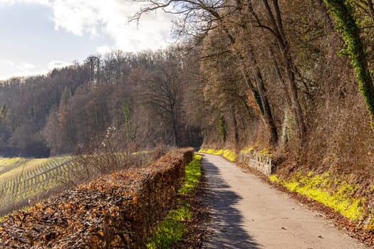 Paved hiking trail with view of Kocher valley in sunlight in winter, Hohenlohe, Germany