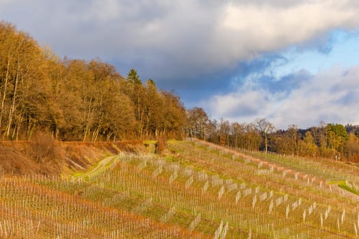 Picturesque vineyard with vines on a slope near Ingelfingen at sunset, Hohenlohekreis, Baden-Wuerttemberg, Germany