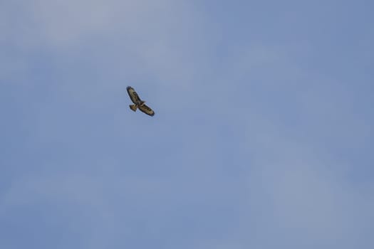 A strikingly patterned buzzard from below in gliding flight, Baden-Wuerttemberg, Germany