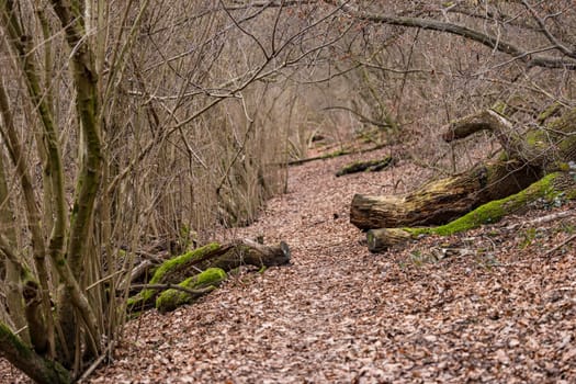 A Hiking Trail through a lonely forest as an adventure path with leaves and tree trunks on the ground in winter, Germany