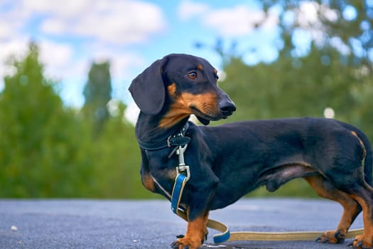 a dog of a short legged, long bodied breed.