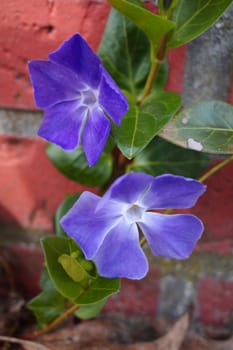 Blue Vinca major or bigleaf periwinkle flowers against a red brick garden wall