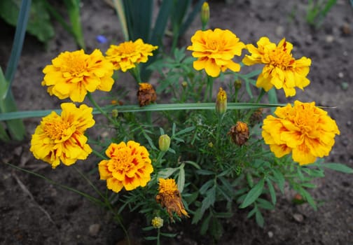 Yellow brown tagetes or African marigold plant is planted in a vegetable garden due to antibacterial thiophenes exuded by the roots