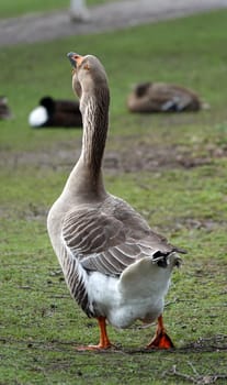 A domesticated descendant of the greylag goose walks stately away. It is a Toulouse goose with dewlap. Some ducks sit in the grass in the background (blurred)