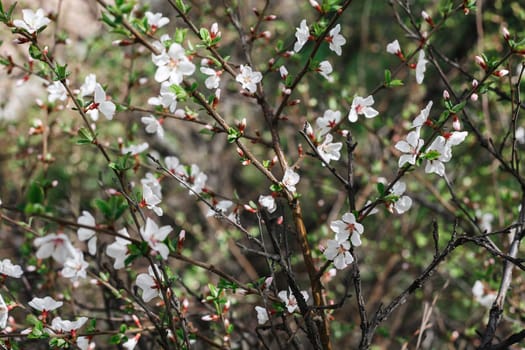 Cherry blossom branch in an urban garden in early spring in good weather