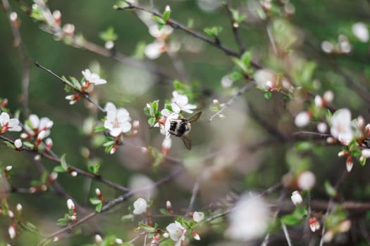 A large bumblebee pollinates the white flowers of a cherry tree in the garden in early spring