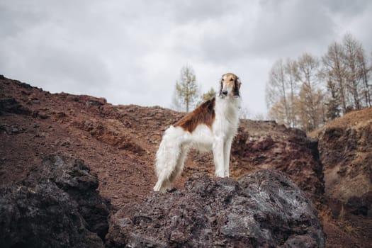 A red hound dog on the edge of the volcano crater watching the horizon or in the distance