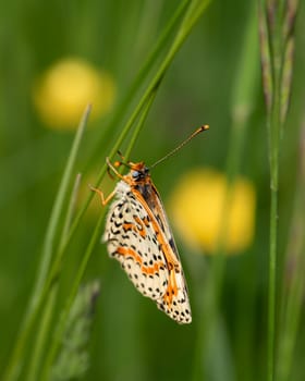 Brown butterfly landed on a grass stroke, close-up photo of a butterfly on green blurred background