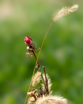Dry rose flower on a green background, detailed dried rose head on blurred background