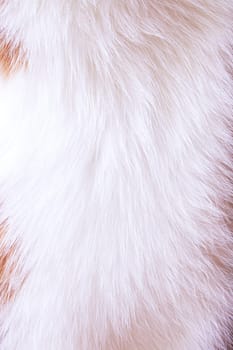 Background or texture of the animal's short white coat