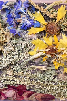 Herbarium dry yellow flower and grass leaves close up