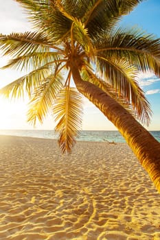 Beautiful palm tree with green foliage hanging under blue ocean water