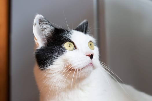 Surprised white cat at home, close up portrait