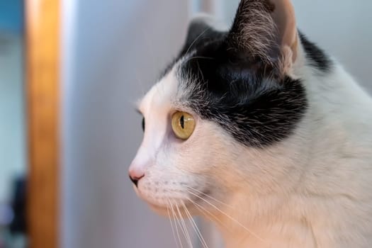 Surprised white cat at home, close up portrait
