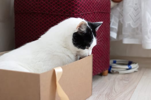White fat cat sitting in a box close up