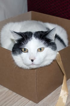 White fat cat sitting in a box close up