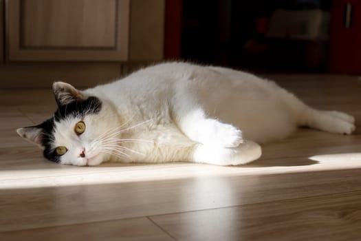 White cat lying on the floor in the sun close up