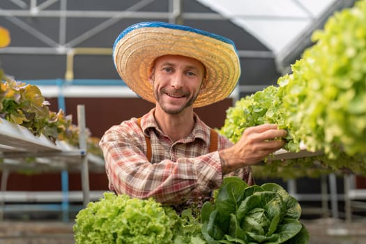 Farmer harvesting vegetable from hydroponics farm. Organic fresh vegetable, Farmer working with hydroponic vegetables garden at greenhouse.