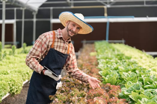 Farmer harvesting vegetable from hydroponics farm. Organic fresh vegetable, Farmer working with hydroponic vegetables garden at greenhouse.