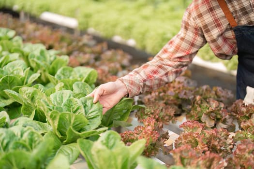 Farmer harvesting vegetable from hydroponics farm. Organic fresh vegetable, Farmer working with hydroponic vegetables garden at greenhouse.