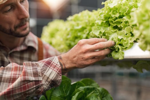 Farmer harvesting vegetable from hydroponics farm. Organic fresh vegetable, Farmer working with hydroponic vegetables garden at greenhouse.