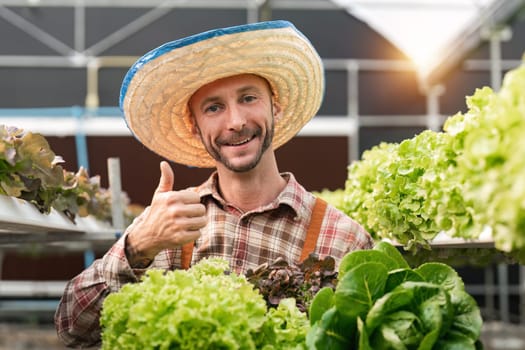 Farmer harvesting vegetable from hydroponics farm. Organic fresh vegetable, Farmer working with hydroponic vegetables garden at greenhouse.