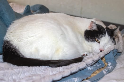 A fat white cat sleeps on a bed close up